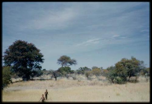 Scenery, Veld: Two boys walking through grass, with a large tree and smaller ones in the background