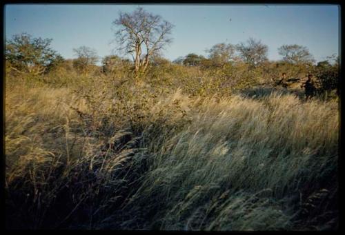 Scenery, Veld: Two women carrying wood through grass and brush