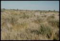 Scenery, Veld: Person walking through flat veld and brush, distant view