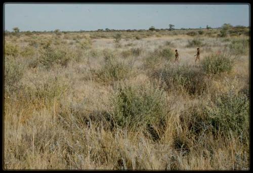 Scenery, Veld: Two men walking through flat veld and brush, distant view