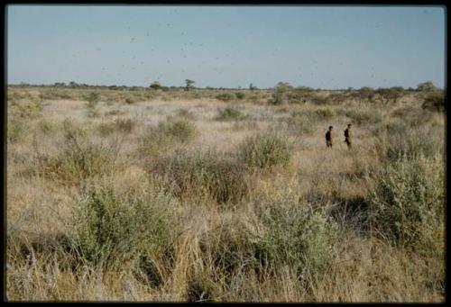 Scenery, Veld: Two men walking through flat veld and brush, distant view