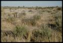 Scenery, Veld: Two men walking through flat veld and brush, view from behind