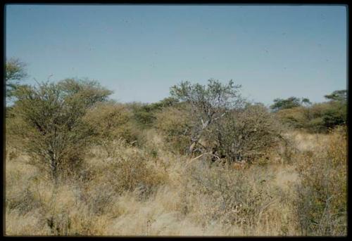 Scenery, Veld: People sitting under a bush, surrounded by brush and grass, distant view