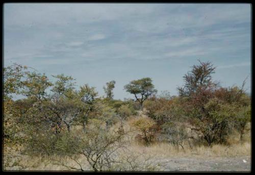 Scenery, Veld: Two people walking through grass and trees