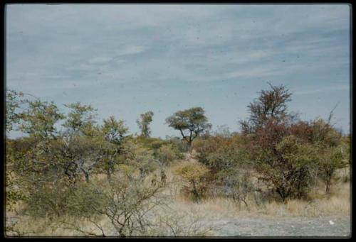 Scenery, Veld: Two people walking through grass and trees