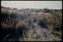 Scenery, Veld: Grass and brush, with a pan in the distance