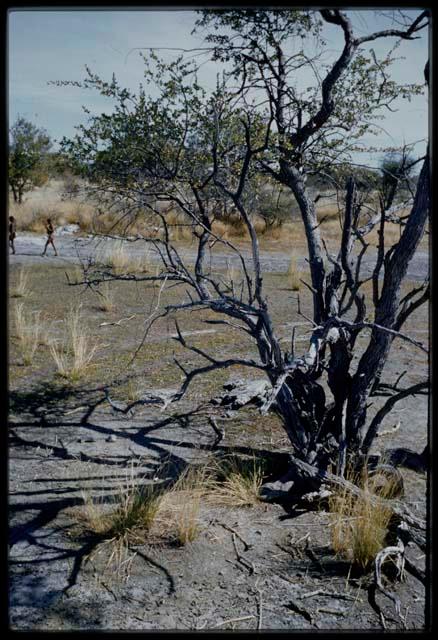 Scenery, Veld: Two people walking in the distance, with a dead tree in the foreground