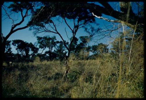 Scenery, Veld: Person standing, surrounded by grass and trees