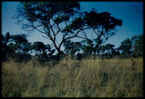 Scenery, Veld: Person standing, surrounded by grass and trees