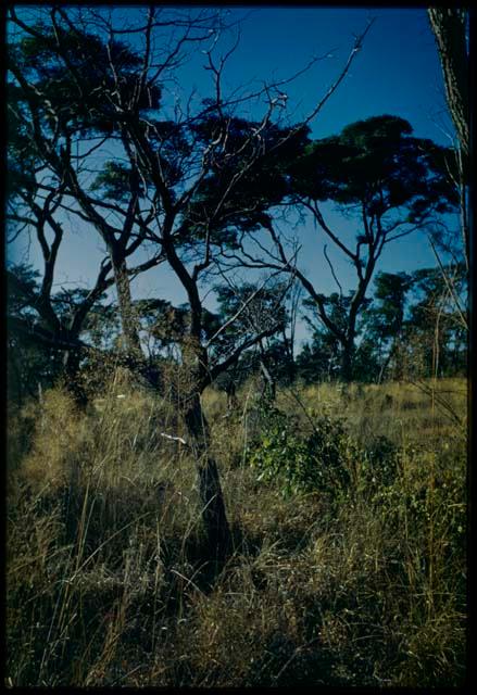 Scenery, Veld: Landscape with trees and grass