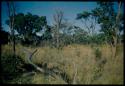 Scenery, Veld: Wooded place with shivi trees