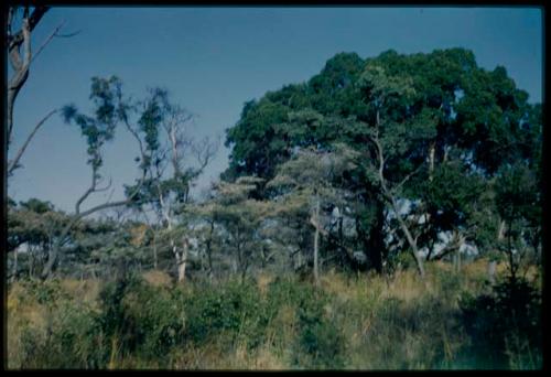 Scenery, Veld: Large green shivi tree