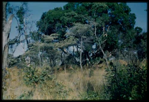 Scenery, Veld: Skerms under a large green shivi tree