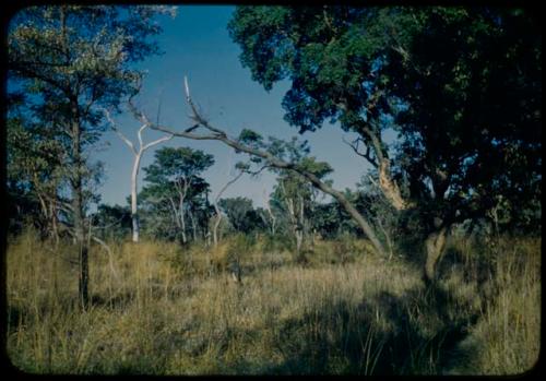 Scenery, Veld: Person standing, surrounded by grass and trees