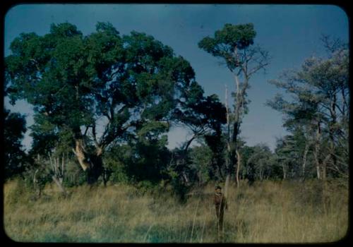 Scenery, Veld: Person walking through grass, with a large tree in the background