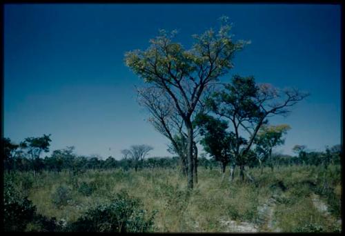 Scenery, Veld: Wooded area along road near Samangaigai