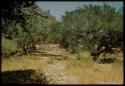 Scenery, Veld: Green round bushy tree