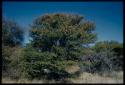 Scenery, Veld: Trees with pods