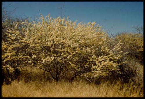 Scenery, Veld: Acacia in bloom