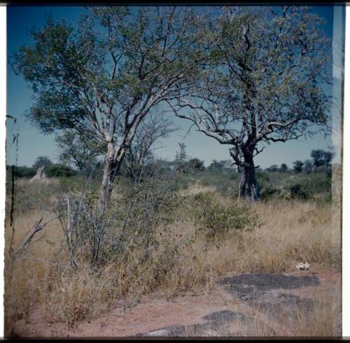 Scenery, Veld: Trees, with a termite mound the distance