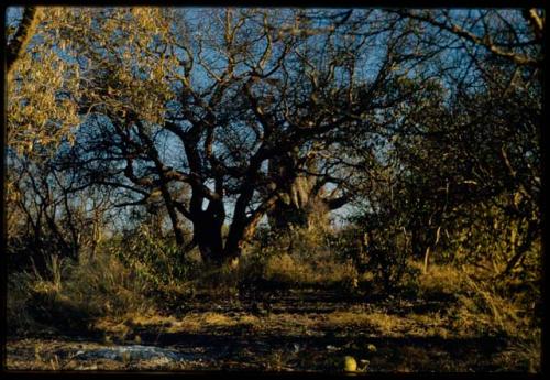 Scenery, Veld: Baobab tree, view through other trees