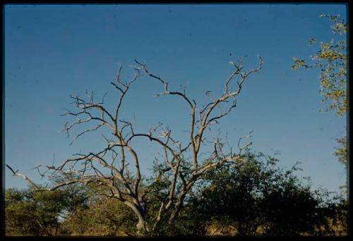 Scenery, Veld: Dead tree, with green trees in the background