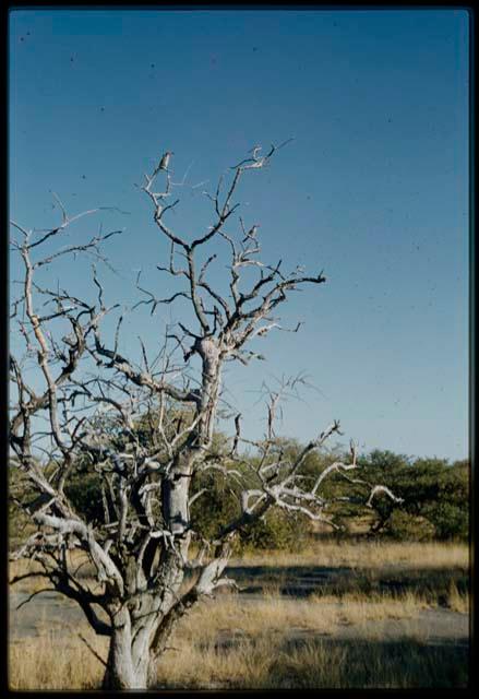 Scenery, Veld: Dead tree, with a bird sitting on a branch at the top