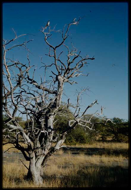 Scenery, Veld: Dead tree, with a bird sitting on a branch at the top