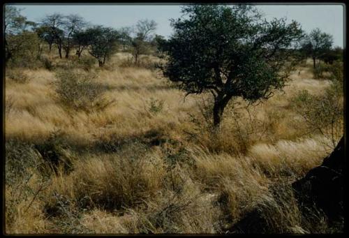 Scenery, Veld: Round green tree surrounded by grass