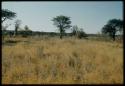 Scenery, Veld: Two baobab trees north of Gautscha