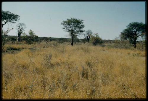 Scenery, Veld: Two baobab trees north of Gautscha