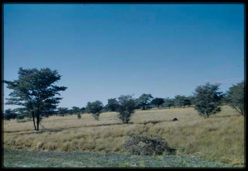 Scenery, Veld: Flat grassy place with sparse trees, a place the expedition camped, view from road