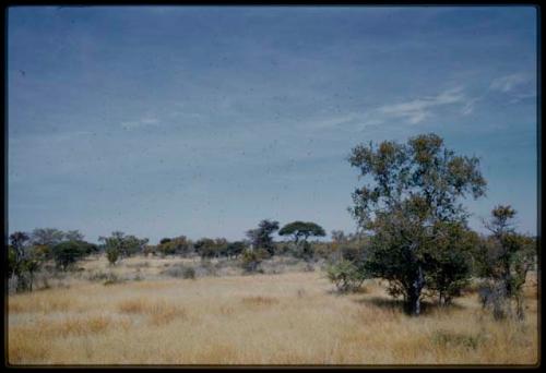 Scenery, Veld: Flat grassy area with sparse trees, with a kameelboom flat-topped tree in the distance