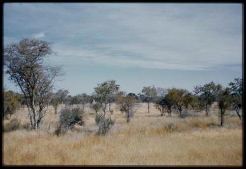 Scenery, Veld: Grass and sparse trees, with a termite mound in the distance