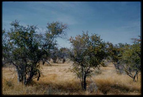 Scenery, Veld: Trees and grass