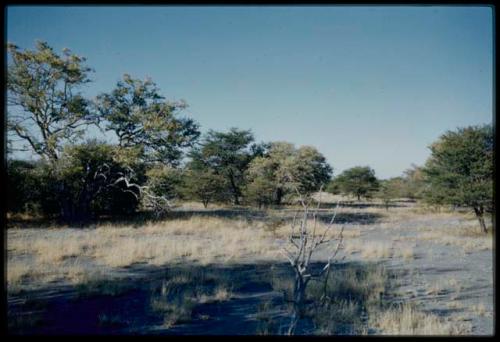 Scenery, Veld: Trees and a vley (small pan)