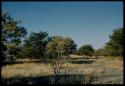 Scenery, Veld: Trees and a vley (small pan)