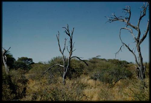 Scenery, Veld: Two dead trees in brush and grass