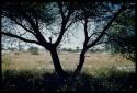 Scenery, Veld: View of landscape from the shade of a tree