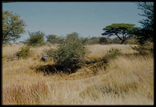 Scenery, "Water Hole": Waterhole