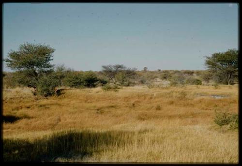 Scenery, "Water Hole": Women picking something from a thornbush at a waterhole, surrounded by heavy gold grass