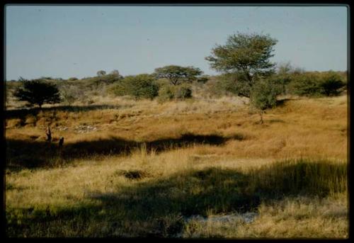 Scenery, "Water Hole": People walking next to a waterhole surrounded by heavy gold grass, with a thornbush in the distance