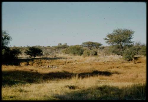 Scenery, "Water Hole": Person walking next to a waterhole, surrounded by heavy gold grass, with a woman carrying a baby next to a thornbush in the distance