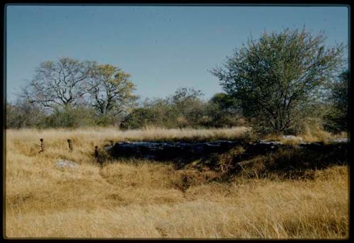 Scenery, "Water Hole": Boys walking away from a waterhole, surrounded by heavy gold grass