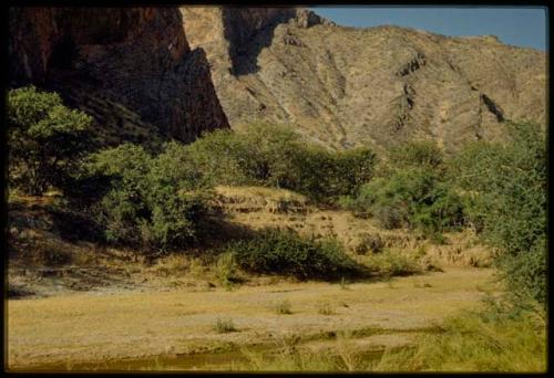 Scenery, Mountains: Brush at the base of a mountain