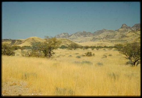 Scenery, Mountains: Yellow grass, brush and trees, with mountains in the distance