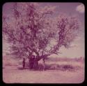 Children, Groups, Play: Children playing in and under a tree located next to a dance circle