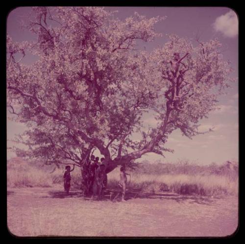 Children, Groups, Play: Children playing in and under a tree located next to a dance circle