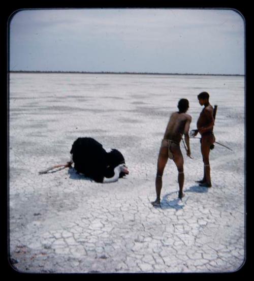 Hunting, Ostrich: Two hunters standing next to a dead ostrich