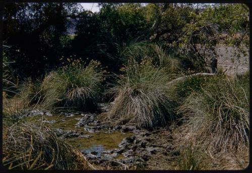 Orupembe waterhole